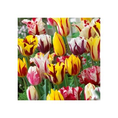 Rembrandt tulipán színkeverék