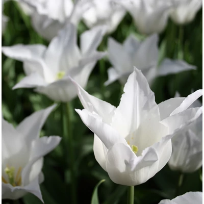 Tulipa 'Sapporo' liliomvirágú tulipán