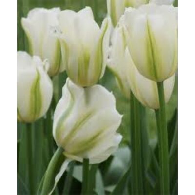 Viridiflora tulipán 'Spring Green'