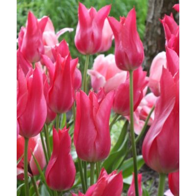 Liliomvirágú tulipán 'Mariette'