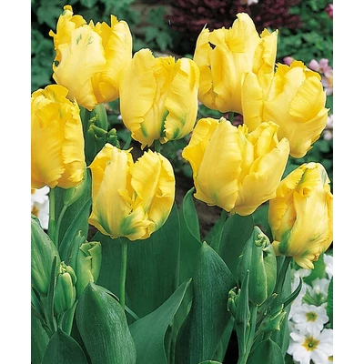 Papagájvirágú tulipán 'Texas Gold'