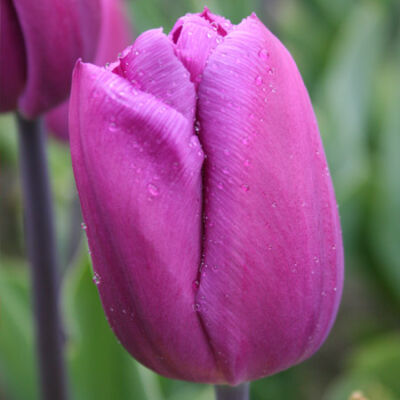 Triumph-típusú tulipán 'Attila'