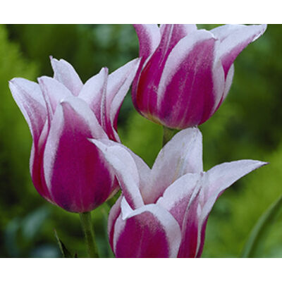Liliomvirágú tulipán 'Claudia'
