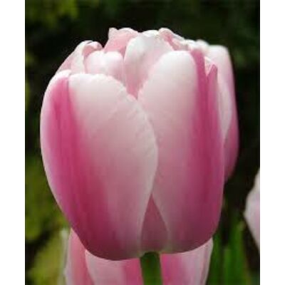 Darwin-hybrid tulipán 'Ollioules' 
