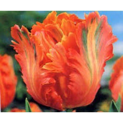 Papagájvirágú tulipán 'Orange Favourite'
