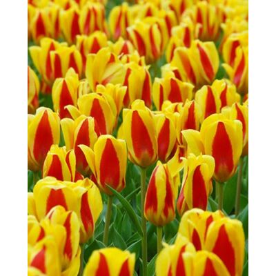 Kaufmanniana tulipán 'Stresa'