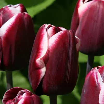 Triumph-típusú tulipán 'Fontainebleau'