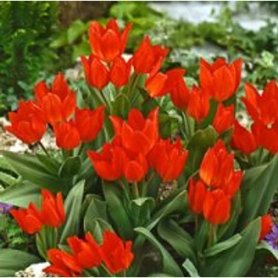 Tulipa praestans - Csokros tulipán