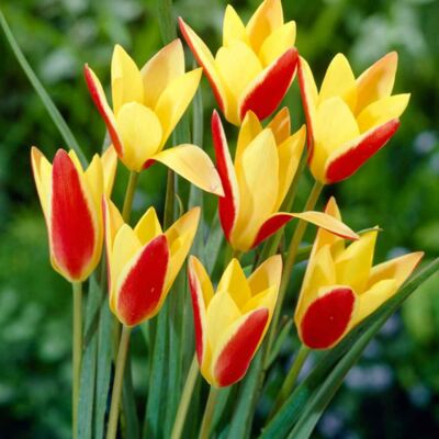 Tulipa clusiana var. chrysantha - Botanikai tulipán