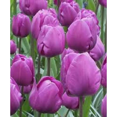 Triumph-típusú tulipán 'Negrita'