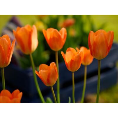 Fosteriana tulipán 'Orange Emperor'
