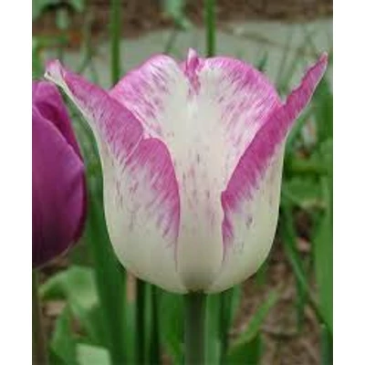 Triumph-típusú tulipán 'Shirley'