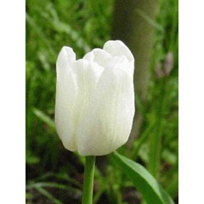 Triumph-típusú tulipán 'White Dream'