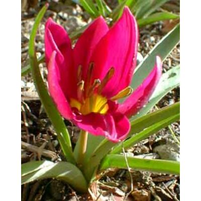 Tulipa humilis Violacea - Botanikai tulipán