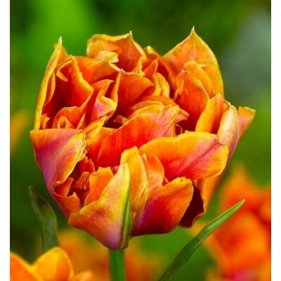 Teltvirágú tulipán 'Willem van Oranje'