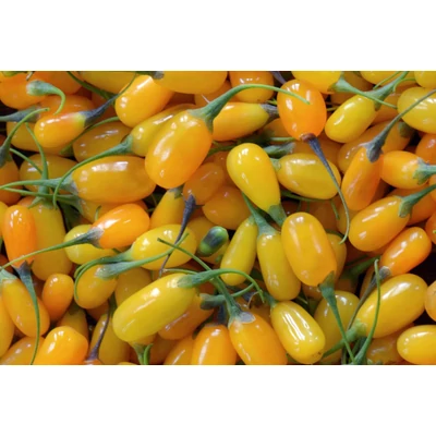 Lycium barbarum 'Amber Sweet Goji ®'- Sárga goji bogyó 