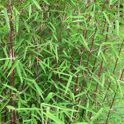 Fargesia 'Genf' – Bambusz