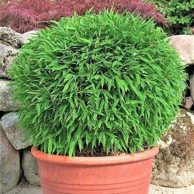 Fargesia muriella 'Moontears' – Ernyőbambusz