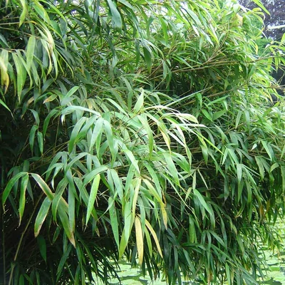 Fargesia nitida – Bambusz