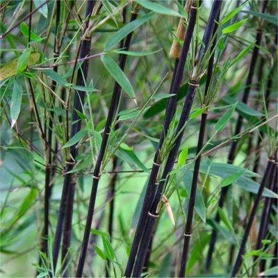 Fargesia nitida 'Black Pearl' – Bambusz