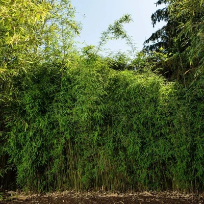 Fargesia nitida 'Jiuzhaigou 1' – Bambusz