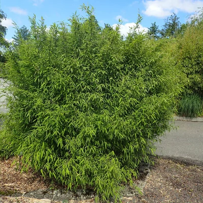 Fargesia nitida 'Volcano' – Bambusz