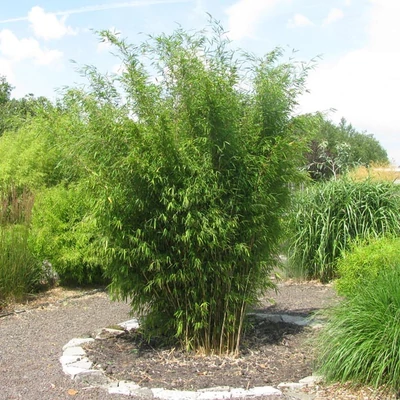 Fargesia nitida 'Obelisk' – Oszlopos bambusz