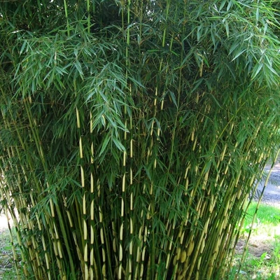Fargesia robusta 'Wolong' – Bambusz