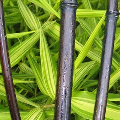 Phyllostachys nigra 'Variegata' – Tarka, fekete bambusz