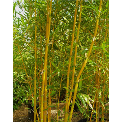 Phyllostachys aurea – Sárga bambusz