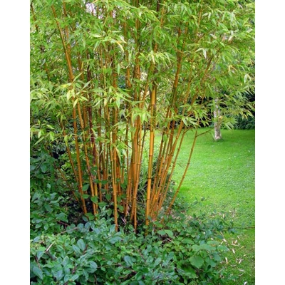 Phyllostachys bambusoides 'Castilloni' – Bambusz