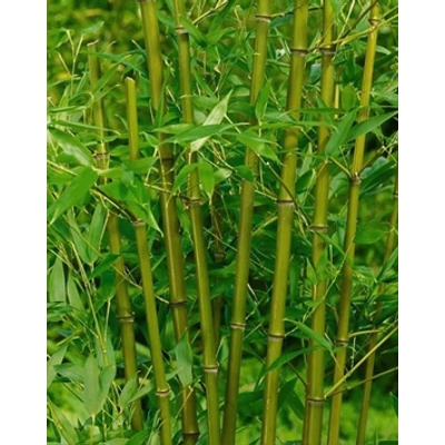 Phyllostachys bissetii – Sövénybambusz