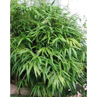 Phyllostachys metake – Bambusz