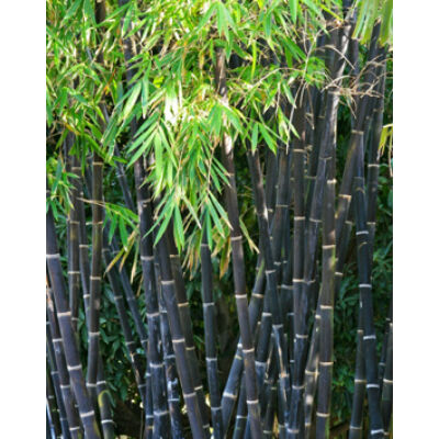 Phyllostachys nigra – Fekete bambusz