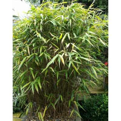 Pseudosasa japonica – Japán nyílbambusz