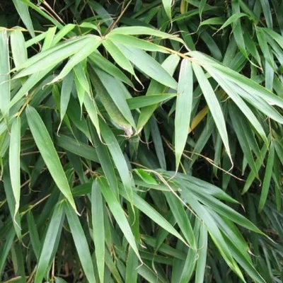 Pseudosasa japonica 'Tsutsumiana' – Japán nyílbambusz