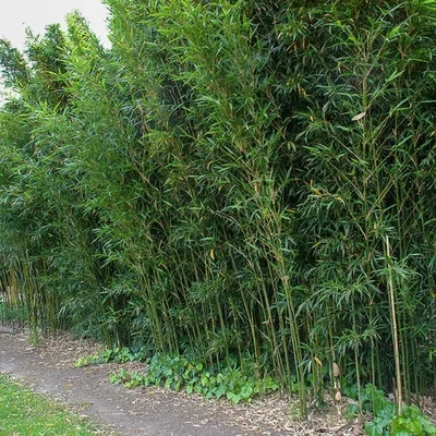 Semiarundinaria fastuosa 'Viridis' – Bambusz