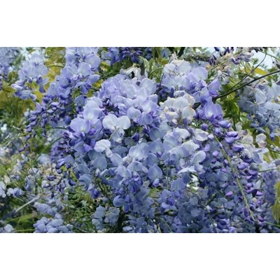 Wisteria floribunda 'Blue Dream' - Lilaakác (világoskék)