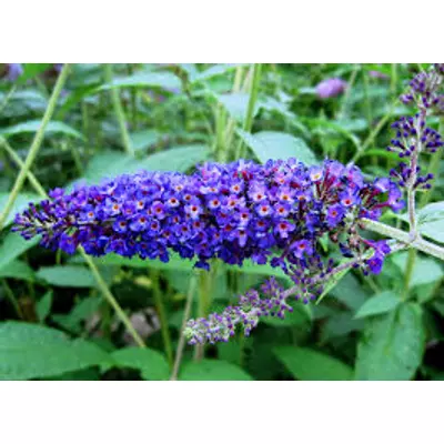 Buddleia davidii 'Empire Blue' - Kék virágú nyáriorgona