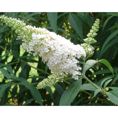 Buddleia davidii 'White Profusion' - Nyáriorgona