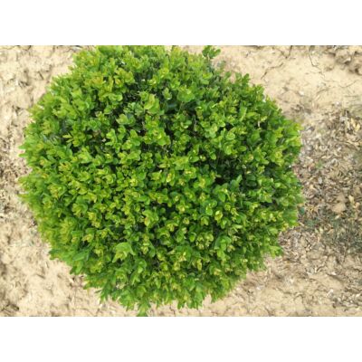 Buxus sempervirens - örökzöld puszpáng