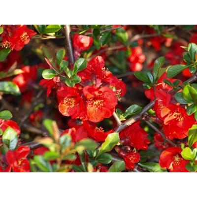 Chaenomeles x superba 'Elly Mossel' - Skarlátvörös virágú japánbirs