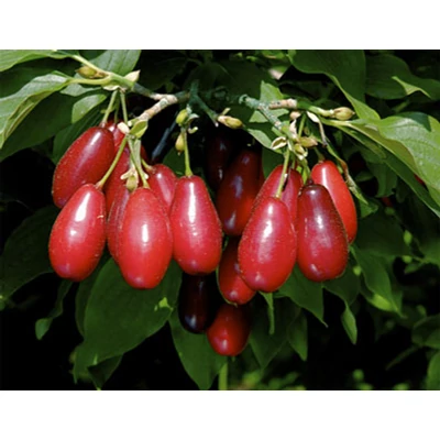 Cornus mas 'Őszi tűz' – Húsos som