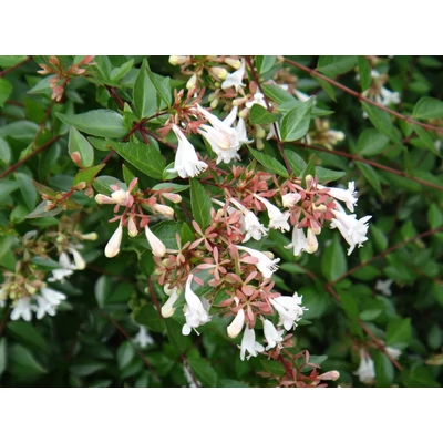 Abelia sp. - Tárnicslonc