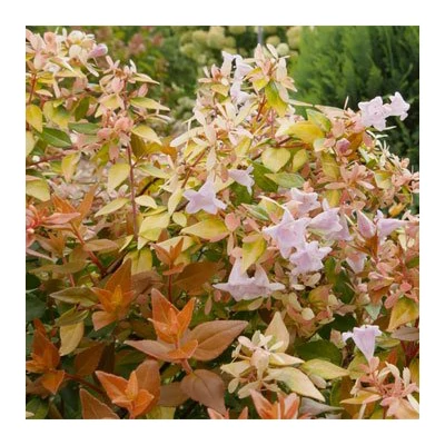 Abelia × grandiflora 'Caramel Charm' – Nagyvirágú tárnicslonc