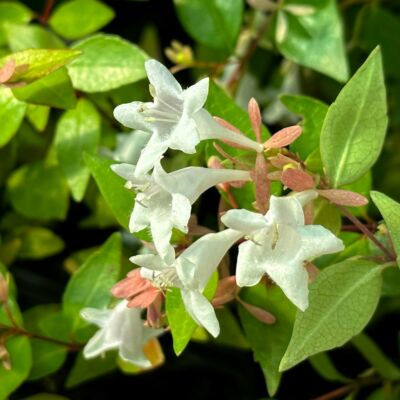 Abelia grandiflora 'Francis Mason' – Nagyvirágú tárnicslonc