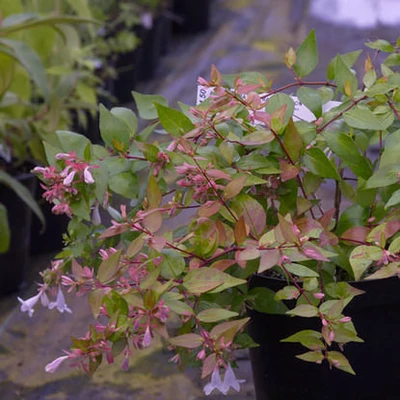 Abelia grandiflora 'Harlequin' – Nagyvirágú tárnicslonc