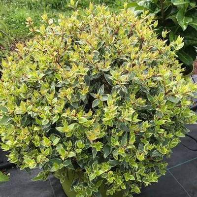 Abelia × grandiflora 'Jelly Beans' – Nagyvirágú tárnicslonc