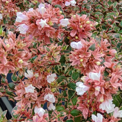 Abelia grandiflora 'Magic Daydream' – Nagyvirágú tárnicslonc