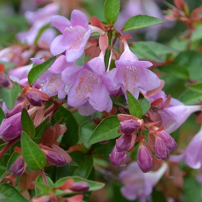 Abelia grandiflora 'Pink Pong'® – Nagyvirágú tárnicslonc